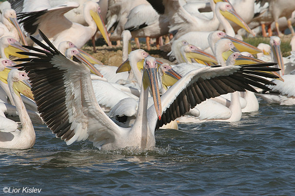 שקנאי מצוי  White Pelican  Pelecanus onocrotalus                         נחשולים,פברואר ,אוקטובר 2005. צלם:ליאור כסלו